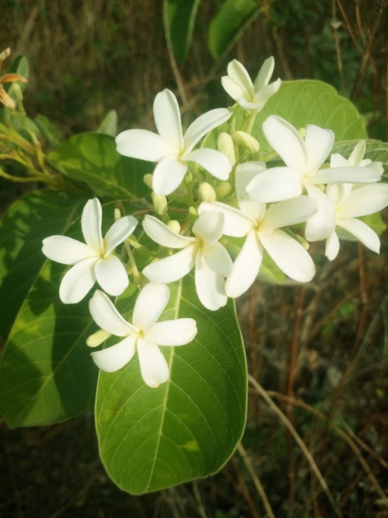 तलाठी;ग्रामसेवक यांनी मुख्यालयी रहावे